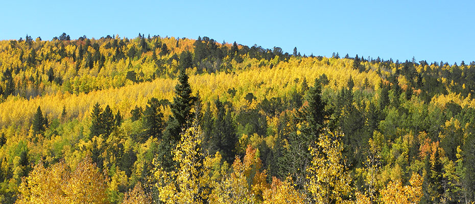 Colorado Gold