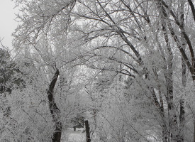 Colorado White