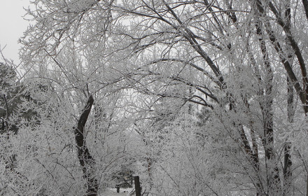 Colorado White