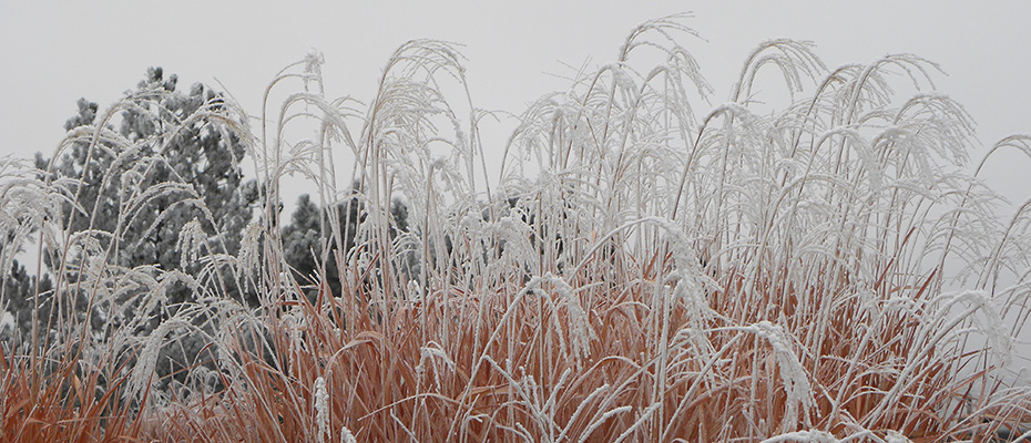 Colorado White